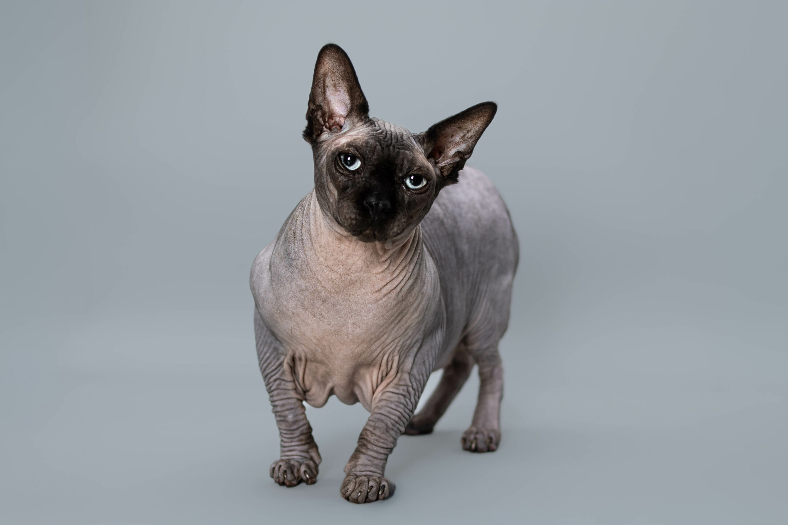 Chat sphynx gris aux yeux bleus debout sur fond gris clair en studio photo.