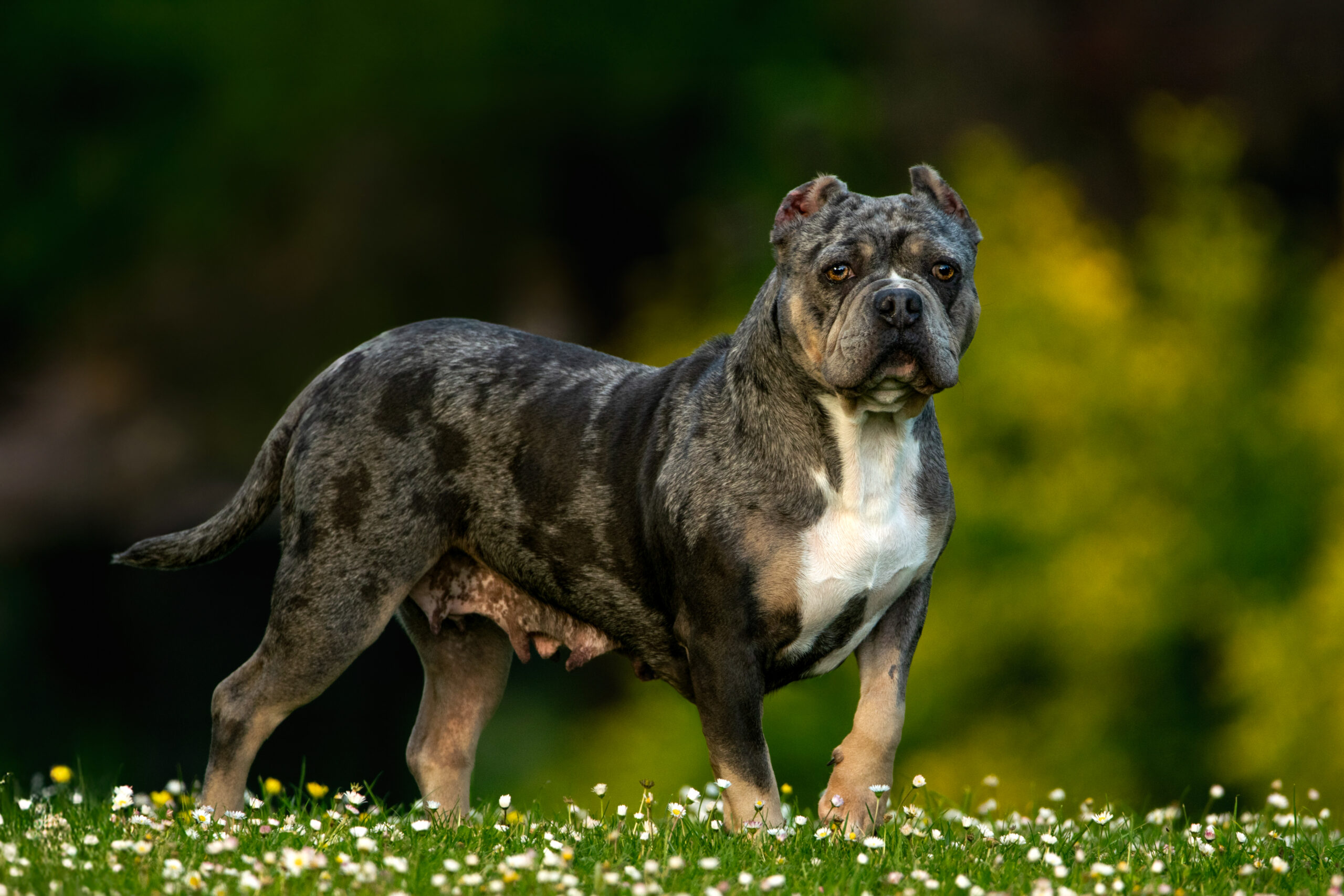 Portrait d’un chien American Bully gris et blanc photographié en extérieur sur un fond naturel flou.