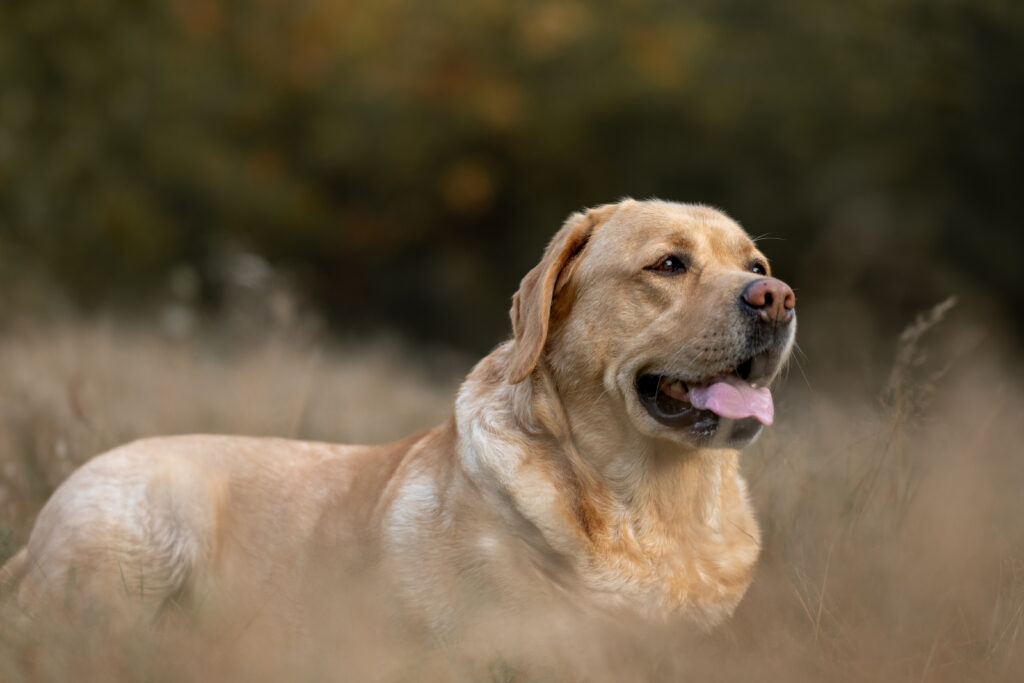 Portrait d’un chien couleur sable photographié en extérieur dans un décor naturel flou.