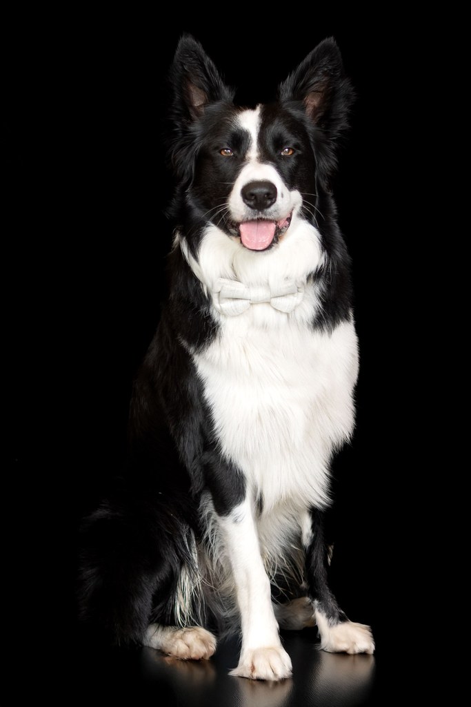 séance canin seance photo chien au studio les 3 ptits klics