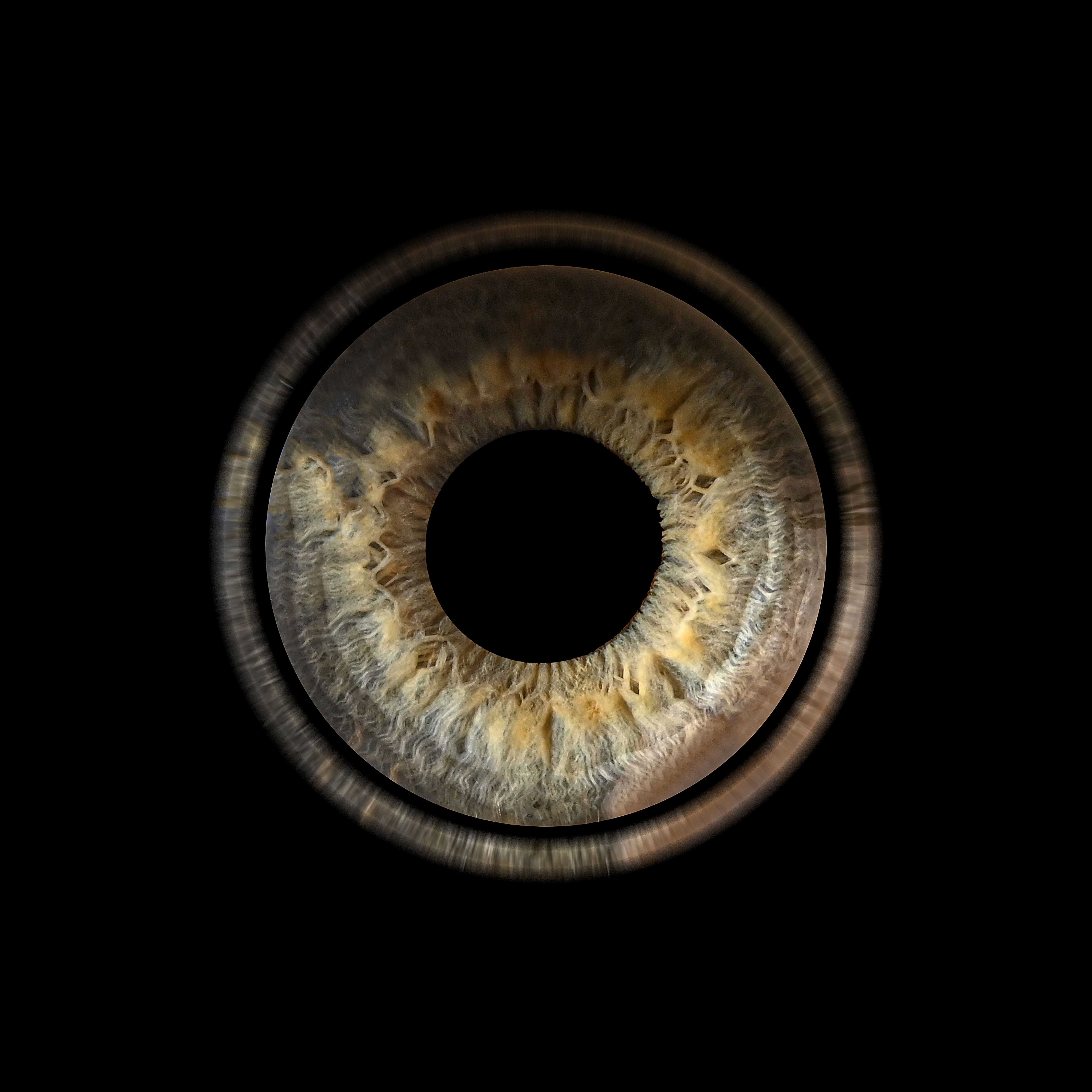 iris 2 (1)
