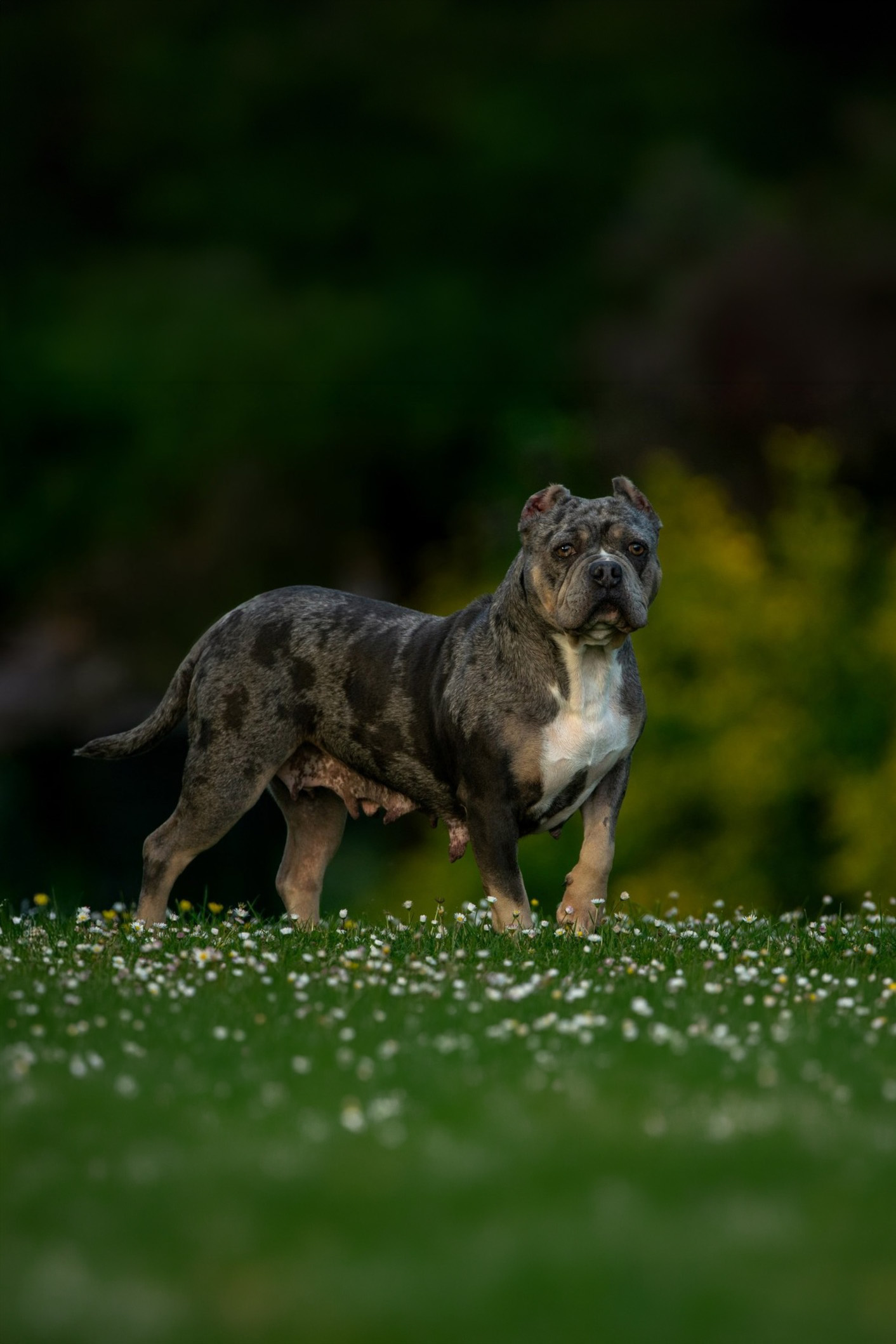 seance photo animalière en exterieur avec les 3 p'tits klics