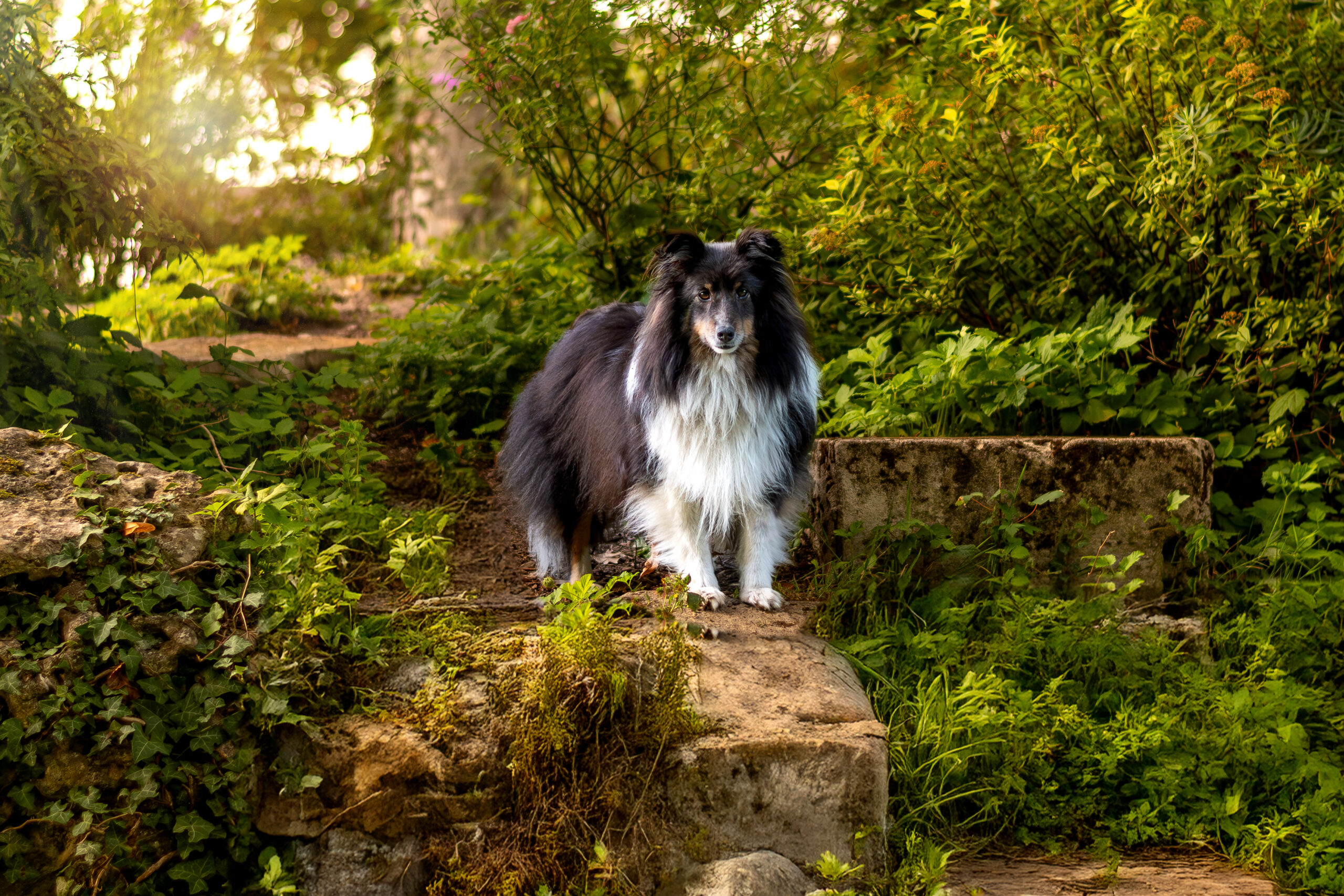  dsc4459 modifier