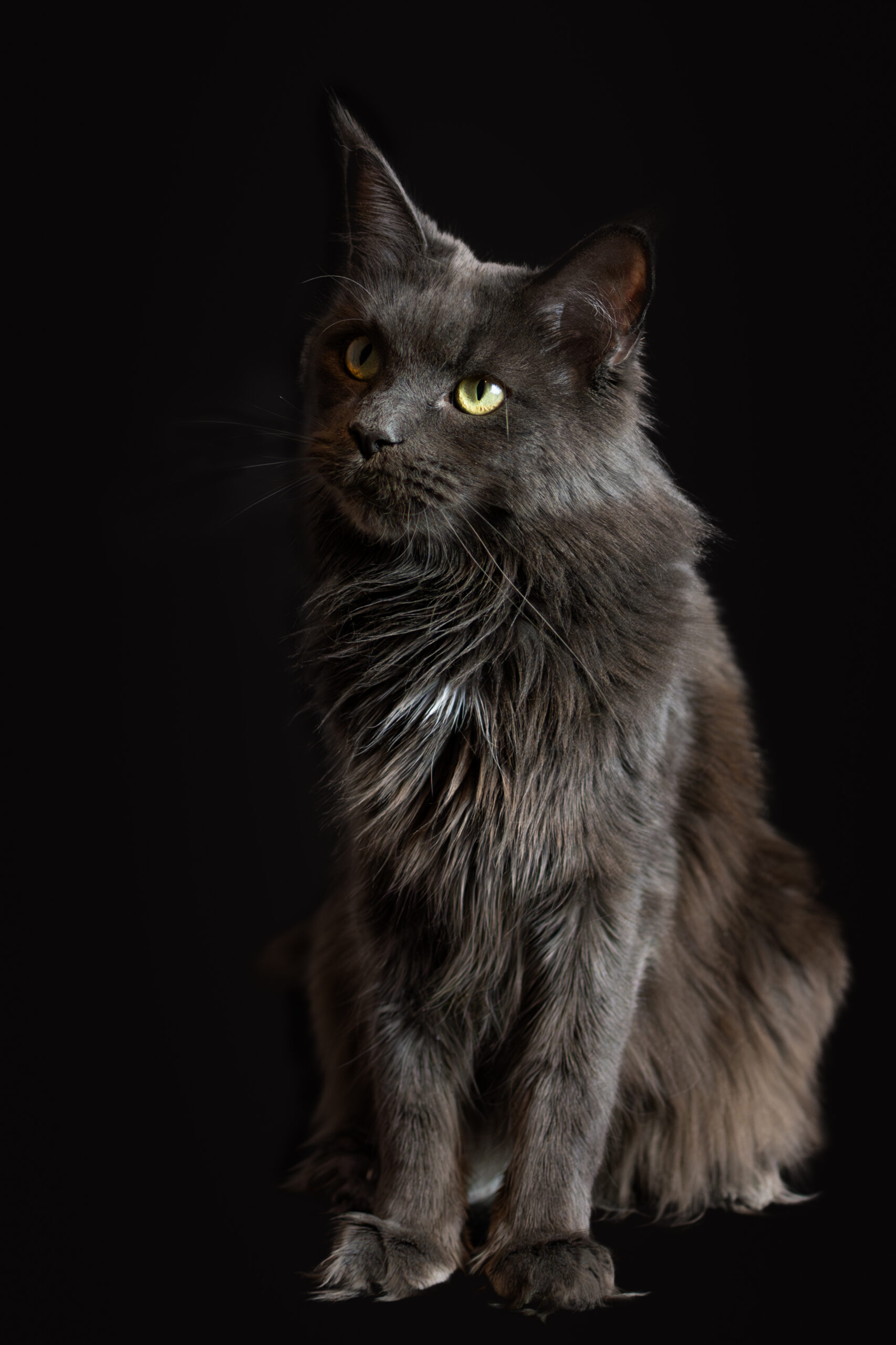 main coon avril 2026 . 9
