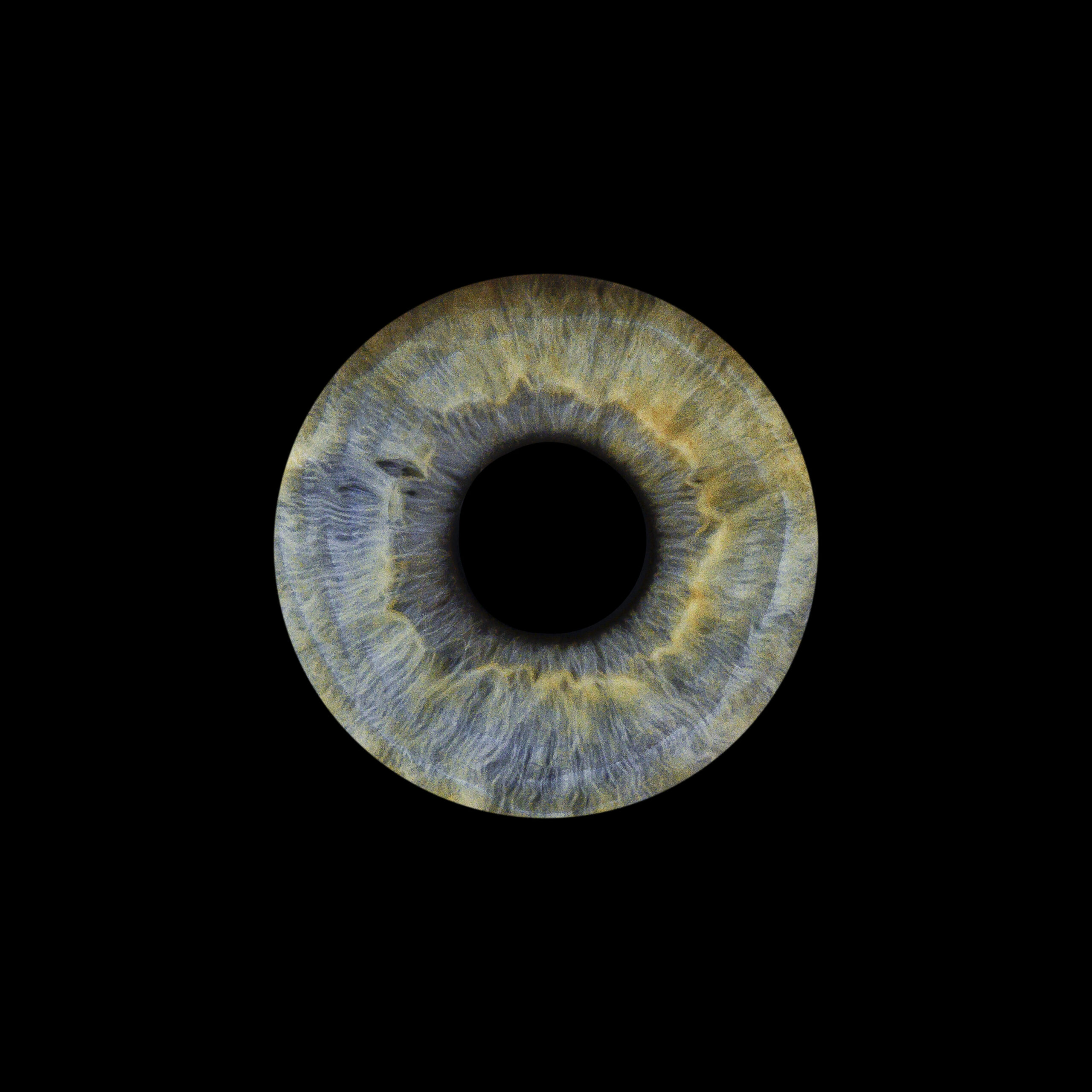 iris aude