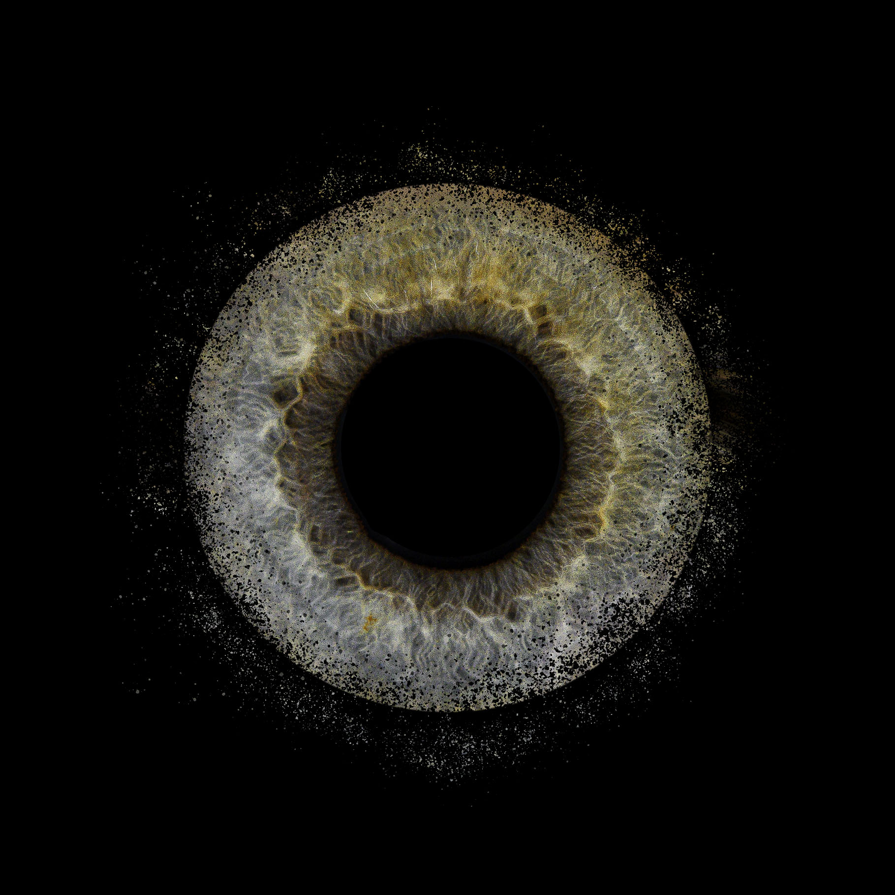 iris orchie 2