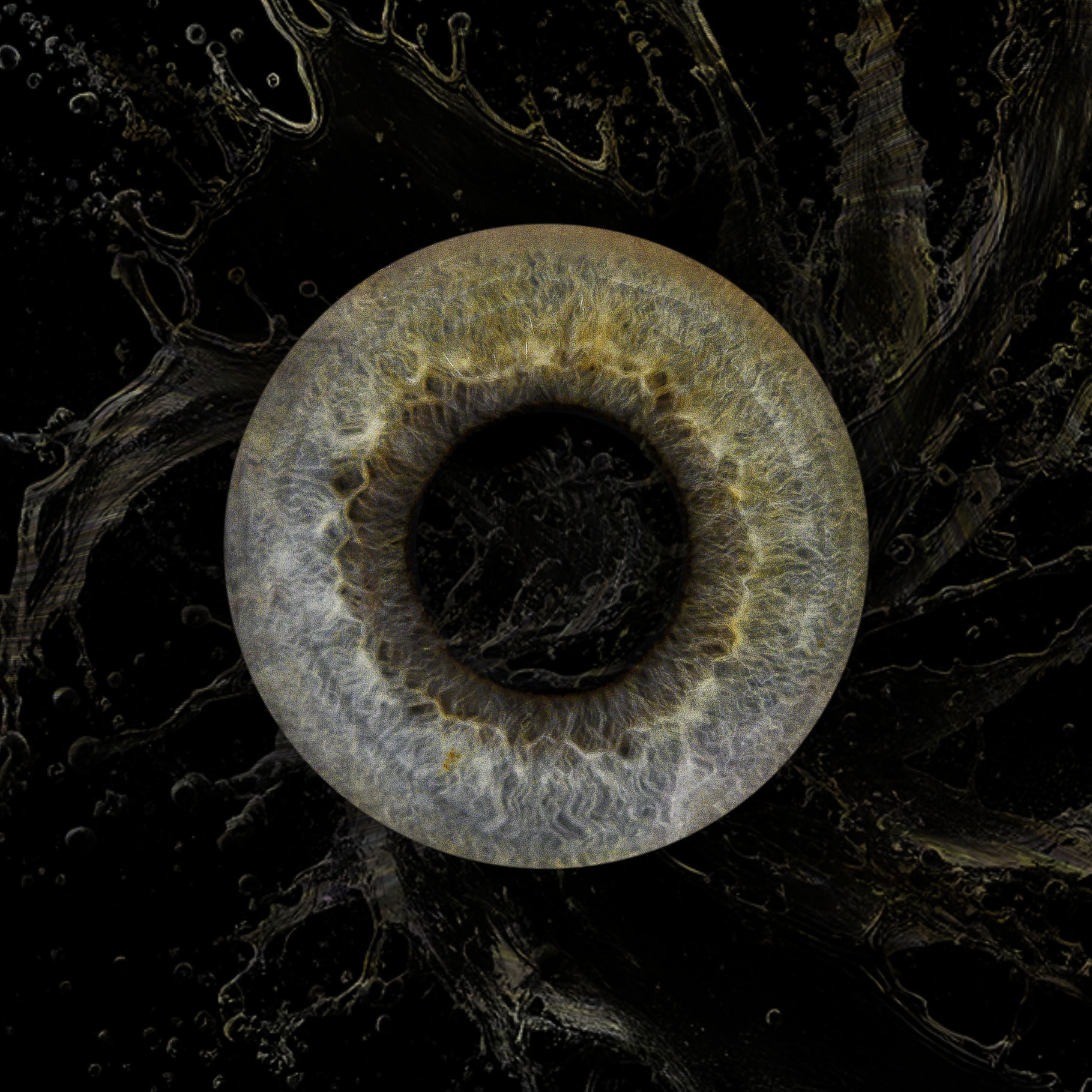 iris orchie 4