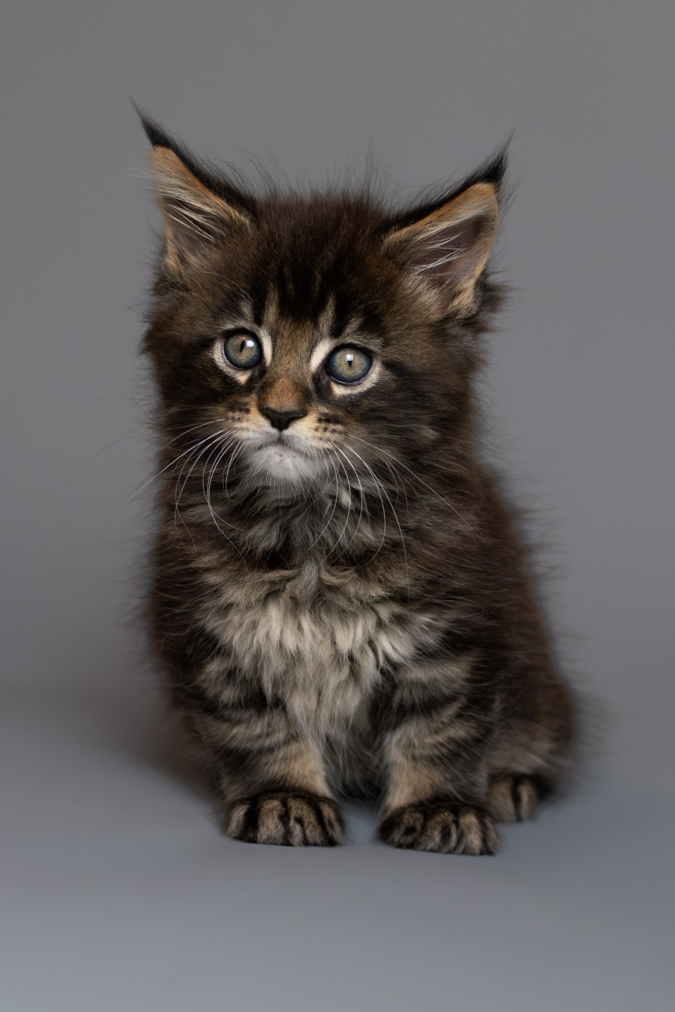main coon 4